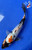 8" "Domino" Showa Koi #J5825(Q4)