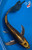 12" "Latte" Nezu Ogon Butterfly Koi #K5219(X12)