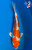 6.5" Kikusui Koi #K52115(X5)