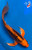 12" "Mandarin Fire" Doitsu Butterfly Koi #K52119(Q6)