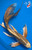 15" Nezu Ogon Butterfly  Koi #K52313(Q7)