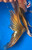 15" Nezu Ogon Butterfly  Koi #K52313(Q7)