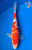 12" Kohaku Koi #K52312(Q7)