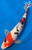 11.5" Sanke Koi #K52321(Q7)
