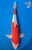 13.5" Doitsu Kohaku Koi #K52323(Q8)