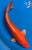 11" Orenji Ogon Koi #K52324(Q8)