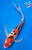 13.5" Sanke Butterfly Koi #K52333(Q8)