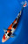 12" "Genevieve" Doitsu Sanke Koi #J5141(Q5)