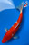 10" "Crimson" Goshiki Koi #J5145(Q5)