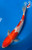 11.5" Doitsu Kohaku Koi #J5146(Q5)