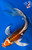 11" Doitsu Kujaku Butterfly Koi #J51417(Q5)