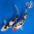 (2) 7-8" "Puttin' On The Ritz" Koi Couple #K5281(X30)