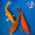 (3) 7-8" "Sunset Shimmer" Gin Rin Koi Pond Pack #K5285(X30)