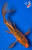 10" Aka Shusui Butterfly Koi#B5286(X4)