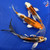(3) 6-7" Koi Premium Metallic Trio #J52210(X44)