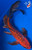 13" "Crimson Queen" Aka Shusui Butterfly Koi #K5307(P2)