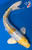 12" "Lemon Meringue" Doitsu Yamabuki Hariwake Koi #K5308(P2)