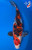 13" Showa Koi #K5309(P4)
