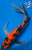 12" Showa Butterfly Koi #K53025(Q6)