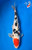 9.5" Sanke Koi #K53028(P1)