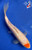 8" "Spot" Gin Rin Tancho Kohaku Koi #J52214(X39)