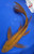 13" "Penny" Chagoi Butterfly Koi #J52221(Q6)