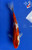 7" "Ruby" Gin Rin Goshiki Koi #J52226(X32)