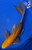12" "Hazel" Chagoi Butterfly Koi #J452230(Q1)