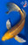 14" "Aurelia" Yamabuki Ogon Butterfly Koi #J5283(Q9)