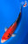 11" "Benny" Beni Kumonryu Koi #J5285(Q9)