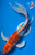 13" Goshiki Butterfly Koi #B662(X1)