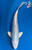 10" "Daisy" Platinum Ogon Koi #B663(X1)