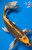 11.5" "Mattie" Matsuba Butterfly Koi #B664(X1)