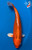 10" "Fanta" Matsuba Koi #B665(X1)