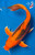 11" "Mandarin Spice" Butterfly Koi #K6613(X46)