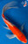 11" "Cherish" Goshiki Butterfly Koi #K6617(X51)