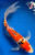 14" "Trinity" Doitsu Sanke Butterfly Koi #J6515(Q9)