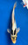 10" "Onyx" Kumonryu Koi #J6516(Q9)