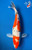 12" Matilda"" Sanke Koi  #K6621(P2)
