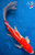 15" "Red Rhapsody" Goromo Butterfly Koi #K6622(P4)