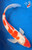 11" Goshiki Butterfly Koi #K6624(Q1)