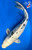 15" "Moonshadow" Gin Shiro Bekko Koi #J6523(Q10)