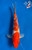 10" "Rose" Gin Rin Kohaku Koi #J6531(P1)