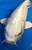 12" "Opal" Cream Ogon Koi #J6535(Q10)
