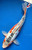 12" "Kai" Shusui Koi #J6536(Q10)