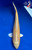 12" "Goldie Locks" Yamabuki Ogon Koi #J6537(Q10)