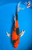 15" Hi Utsuri Butterfly Koi #K6141(P6)