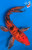 12" "Peppercorn" Aka Bekko Butterfly Koi #K614611(P5)