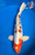 17.5" Doitsu Yamato Nishiki Koi #K614612(P3)