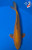 15.5" "Coco" Chagoi Koi #B614614(P3)